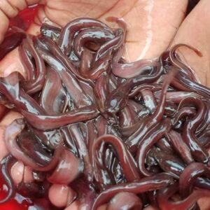 Singhi Fish Seed