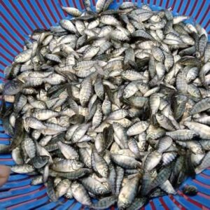 Monosex Tilapia Fish Seed