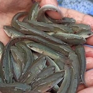 Feed Converted Murrel Fish Seed