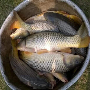 Amur Common Carp  Fish Seed