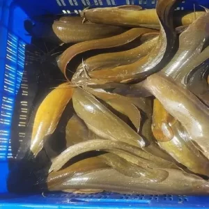 Deshi Magur Fish Seed